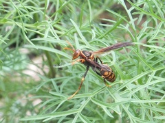 Polistes jokahamae