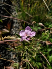 Geranium viscosissimum