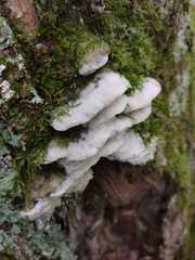 Rigidoporus populinus