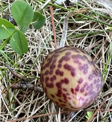 Amphibolips