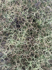 Sarcopoterium spinosum