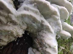 Rigidoporus populinus