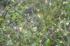Oenothera filiformis