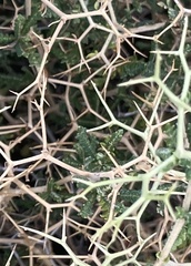 Sarcopoterium spinosum