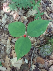 Trillium undulatum