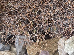 Sarcopoterium spinosum