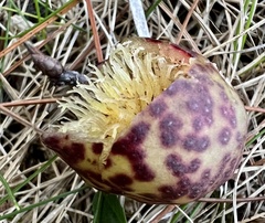 Amphibolips