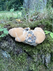 Ganoderma resinaceum