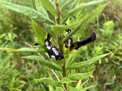 Asteromyia carbonifera