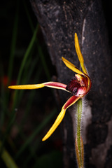 Caladenia arrecta