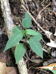 Solanum pittosporifolium