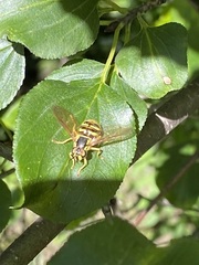 Chrysotoxum