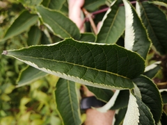 Sambucus racemosa
