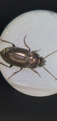 Trachypachus gibbsii