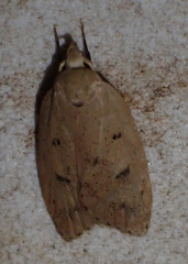 Machimia tentoriferella