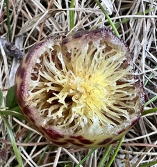 Amphibolips