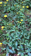 Hieracium umbellatum