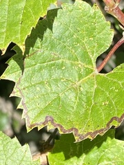 Phyllocnistis vitegenella