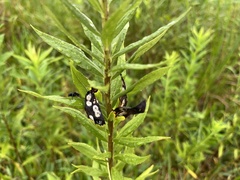 Asteromyia carbonifera