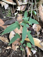 Solanum pittosporifolium