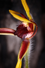 Caladenia arrecta