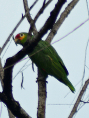 Amazona autumnalis