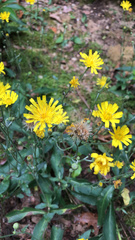 Hieracium umbellatum