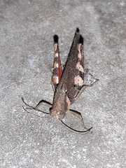Catantopinae