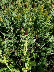 Rudbeckia