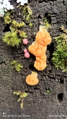 Tubifera ferruginosa