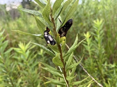 Asteromyia carbonifera