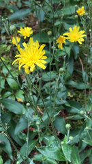 Hieracium umbellatum