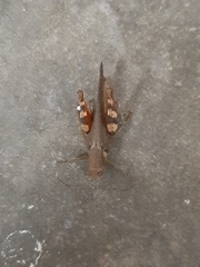 Catantopinae