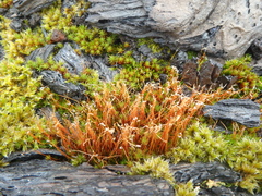 Bryopsida