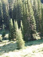 Abies lasiocarpa