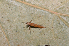 Caloptilia