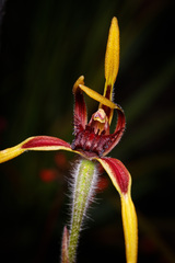 Caladenia arrecta