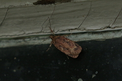 Agonopterix heracliana