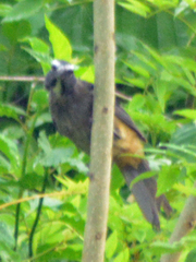 Saltator grandis