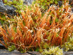 Bryopsida