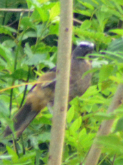 Saltator grandis