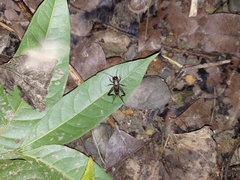 Loxoblemmus equestris