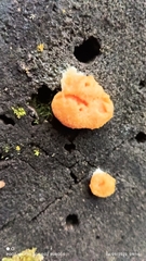 Tubifera ferruginosa