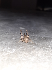 Catantopinae