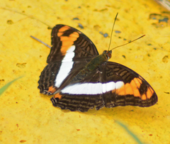 Adelpha phylaca phylaca
