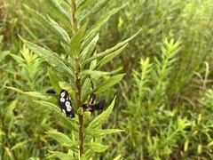 Asteromyia carbonifera