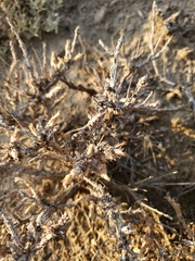 Artemisia spinescens