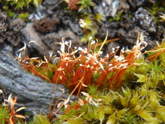 Bryopsida