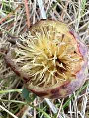 Amphibolips