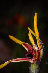 Caladenia arrecta